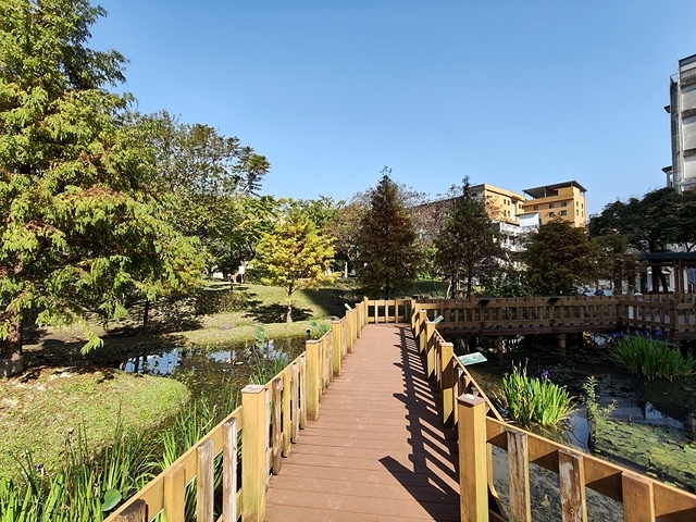 2025新北新莊，頭前運動公園迷你版落羽松美景，1/13即時