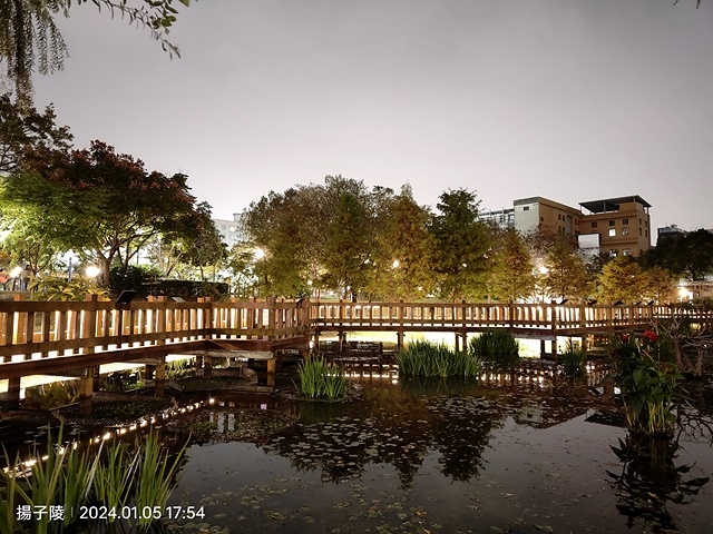 2025新北新莊，頭前運動公園迷你版落羽松美景，1/13即時