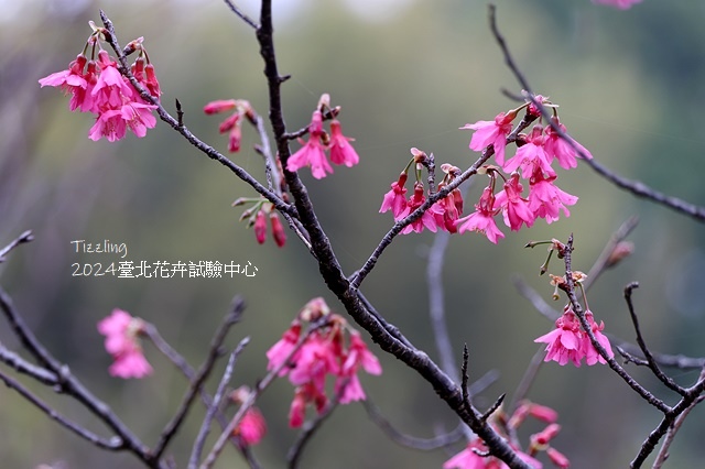 2024花卉試驗中心🌸，茶花、寒櫻、八重櫻、梅花、鬱金香、風