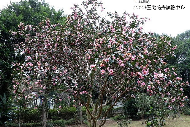 2024花卉試驗中心🌸，茶花、寒櫻、八重櫻、梅花、鬱金香、風