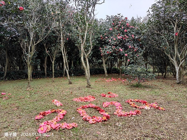 2024花卉試驗中心🌸，茶花、寒櫻、八重櫻、梅花、鬱金香、風