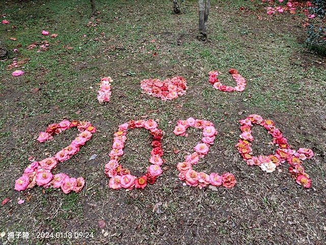 2024花卉試驗中心🌸，茶花、寒櫻、八重櫻、梅花、鬱金香、風