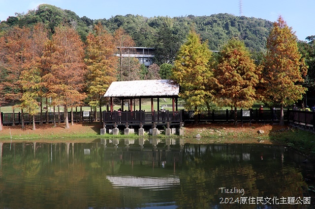 2024原住民文化主題公園，落羽松01/18即時狀況🌲｜20