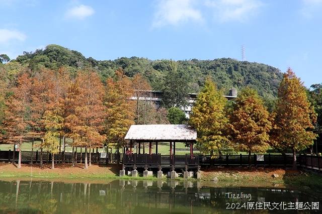 2024原住民文化主題公園，落羽松01/18即時狀況🌲｜20