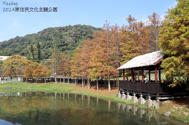 2024原住民文化主題公園，落羽松01/18即時狀況🌲｜20