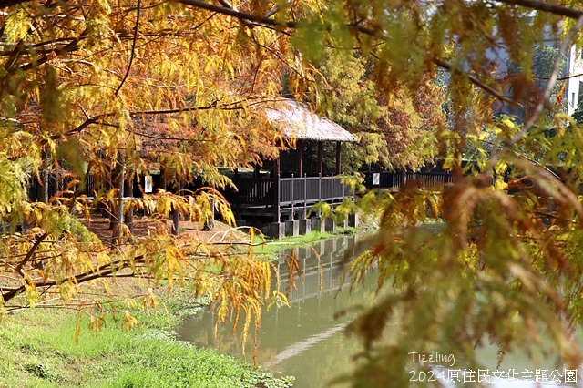 2024原住民文化主題公園，落羽松01/18即時狀況🌲｜20