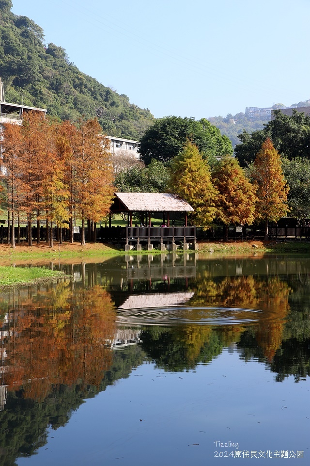 2024原住民文化主題公園，落羽松01/18即時狀況🌲｜20