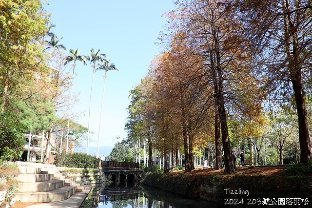 2024原住民文化主題公園，落羽松01/18即時狀況🌲｜20