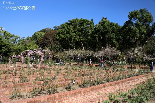 2024原住民文化主題公園，落羽松01/18即時狀況🌲｜20