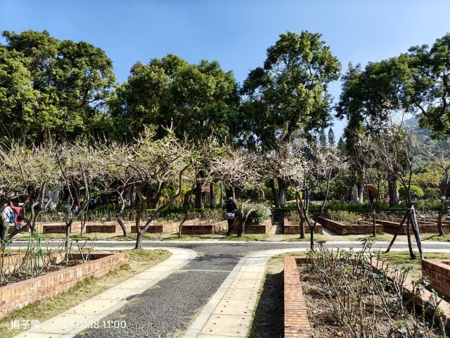 2024原住民文化主題公園，落羽松01/18即時狀況🌲｜20