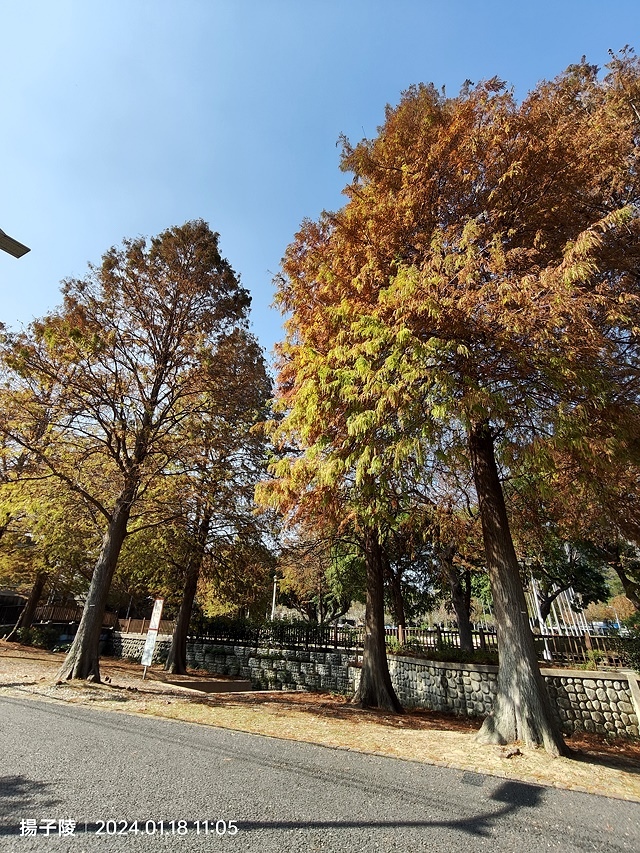 2024原住民文化主題公園，落羽松01/18即時狀況🌲｜20