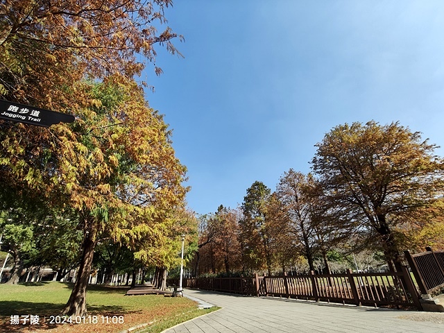 2024原住民文化主題公園，落羽松01/18即時狀況🌲｜20