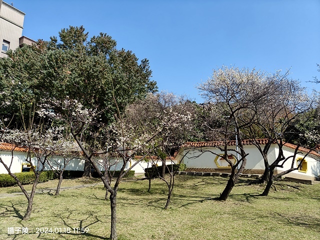 2024原住民文化主題公園，落羽松01/18即時狀況🌲｜20