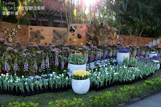 2024士林官邸鬱金香展🌹｜香鬱祈福，展出日期：2024/0