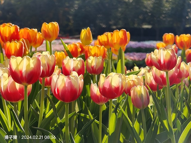 2024士林官邸鬱金香展🌹｜香鬱祈福，展出日期：2024/0