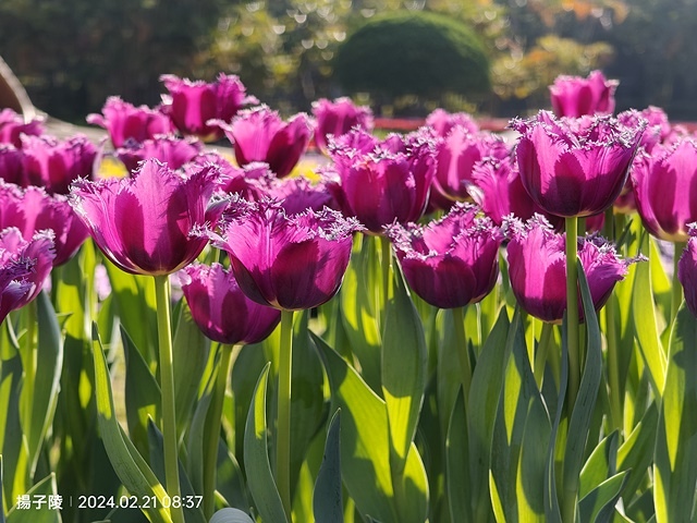 2024士林官邸鬱金香展🌹｜香鬱祈福，展出日期：2024/0