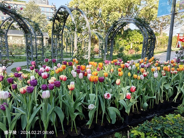 2024士林官邸鬱金香展🌹｜香鬱祈福，展出日期：2024/0