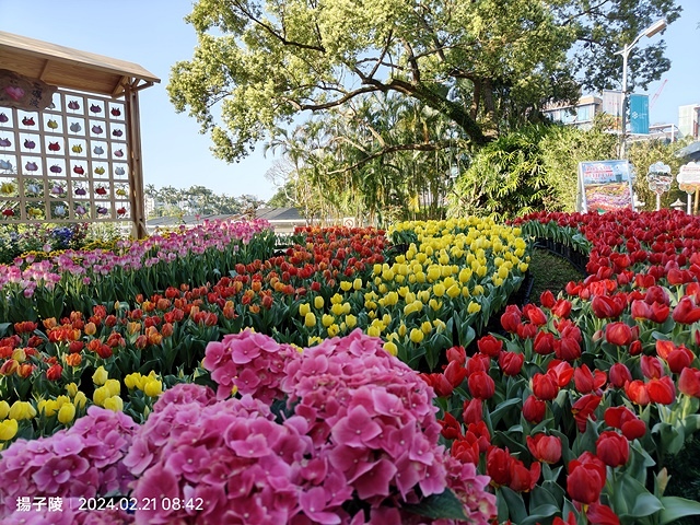 2024士林官邸鬱金香展🌹｜香鬱祈福，展出日期：2024/0