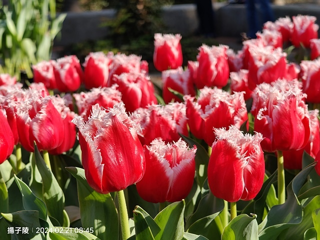 2024士林官邸鬱金香展🌹｜香鬱祈福，展出日期：2024/0