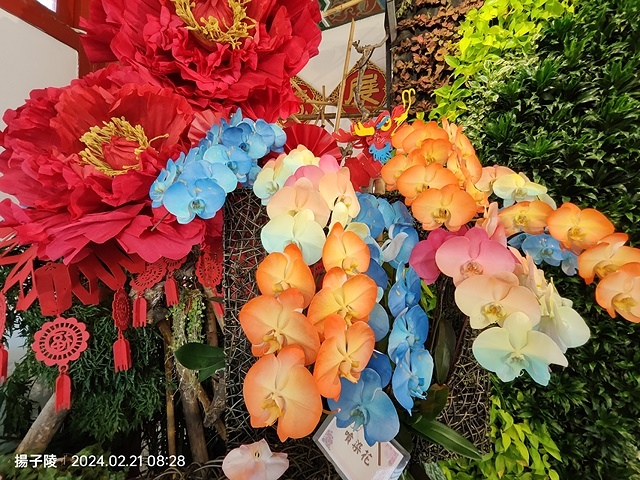 2024士林官邸鬱金香展🌹｜香鬱祈福，展出日期：2024/0