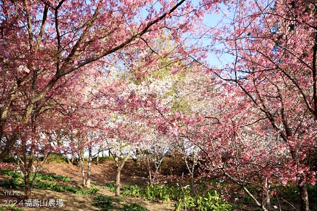 2024宜蘭清水地熱公園，來溫泉煮蛋泡腳趣♨️｜梨山賓館，臺