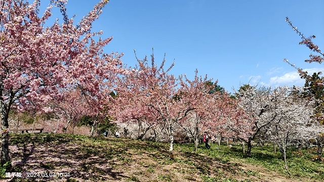 2024福壽山農場｜千櫻園，觀落櫻，遠的要命的福壽山農場｜梨