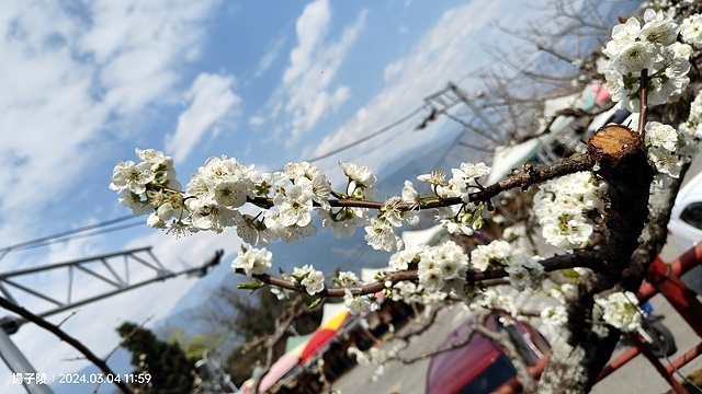 2024福壽山農場｜千櫻園，觀落櫻，遠的要命的福壽山農場｜梨