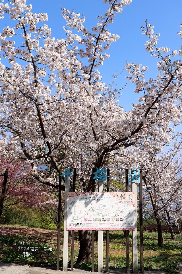 2024福壽山農場｜千櫻園，觀落櫻，遠的要命的福壽山農場｜梨