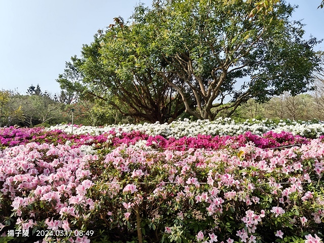 2024台北杜鵑花季｜台北花季花IN台北，活動期：2024/