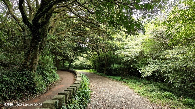 2024陽明山二子坪步道健行踏青趣🌼｜山園野菜美食館，地瓜湯