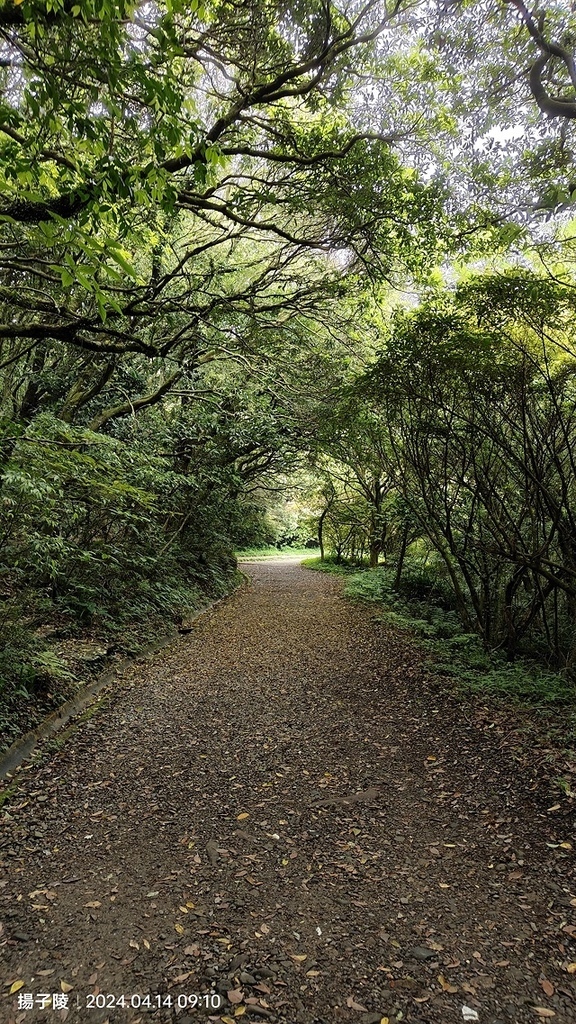 2024陽明山二子坪步道健行踏青趣🌼｜山園野菜美食館，地瓜湯