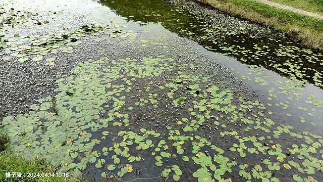 2024陽明山二子坪步道健行踏青趣🌼｜山園野菜美食館，地瓜湯