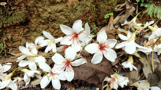 2024三芝賞桐步道，04/20即時花況🌸｜桐旅行趣｜桐花小