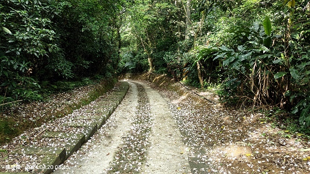 2024三芝賞桐步道,04/20即時花況🌸|桐旅行趣|桐花小