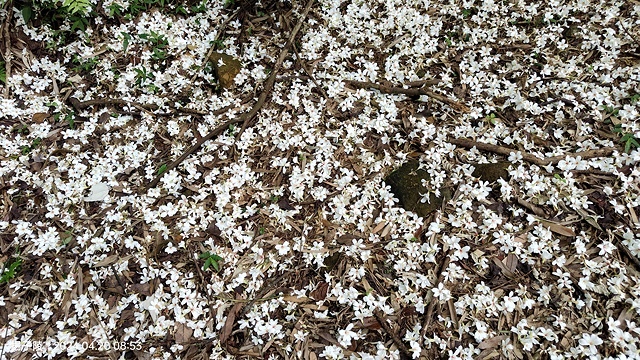 2024三芝賞桐步道,04/20即時花況🌸|桐旅行趣|桐花小