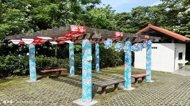 2024三芝賞桐步道,04/20即時花況🌸|桐旅行趣|桐花小
