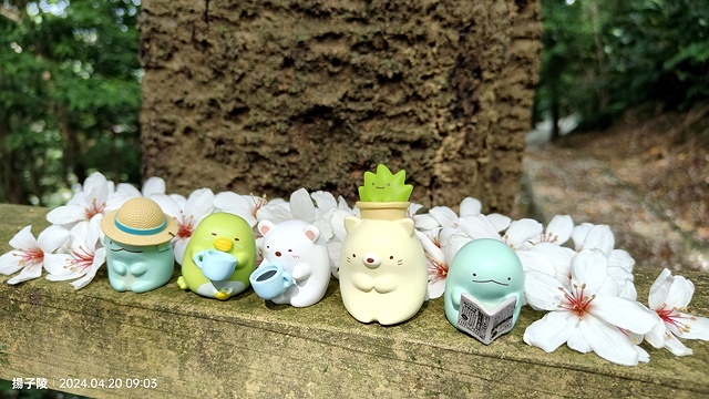 2024三芝賞桐步道,04/20即時花況🌸|桐旅行趣|桐花小