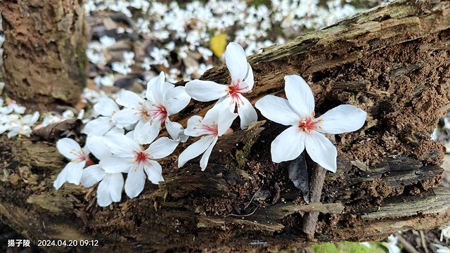 2024三芝賞桐步道,04/20即時花況🌸|桐旅行趣|桐花小
