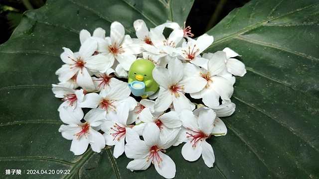 2024三芝賞桐步道,04/20即時花況🌸|桐旅行趣|桐花小