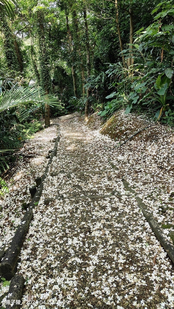 2024三芝賞桐步道，04/20即時花況🌸｜桐旅行趣｜桐花小