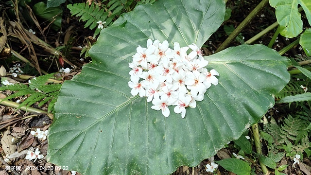 2024三芝賞桐步道,04/20即時花況🌸|桐旅行趣|桐花小