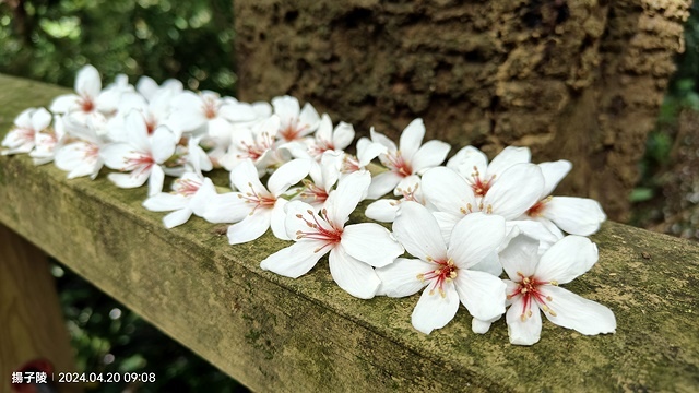 2024三芝賞桐步道,04/20即時花況🌸|桐旅行趣|桐花小