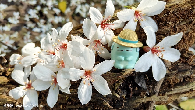 2024三芝賞桐步道,04/20即時花況🌸|桐旅行趣|桐花小