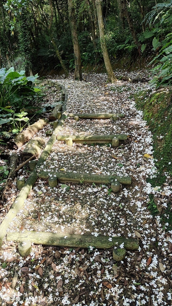 2024三芝賞桐步道,04/20即時花況🌸|桐旅行趣|桐花小