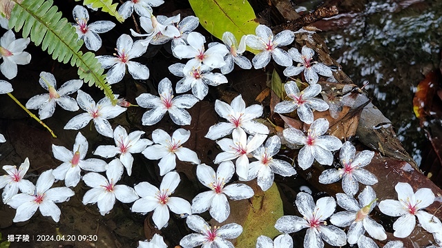 2024三芝賞桐步道,04/20即時花況🌸|桐旅行趣|桐花小