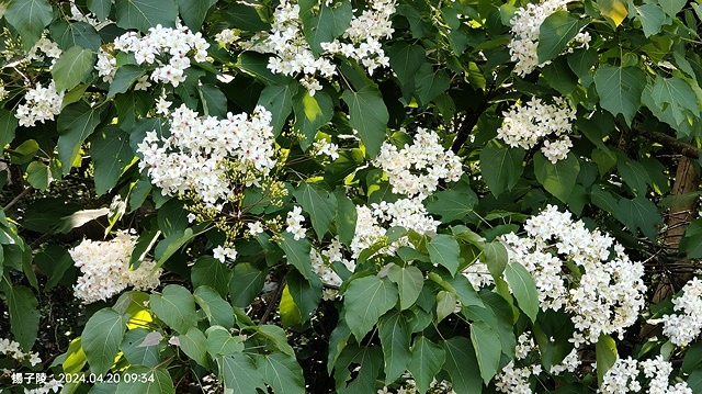 2024三芝賞桐步道,04/20即時花況🌸|桐旅行趣|桐花小