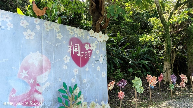 2024三芝賞桐步道,04/20即時花況🌸|桐旅行趣|桐花小