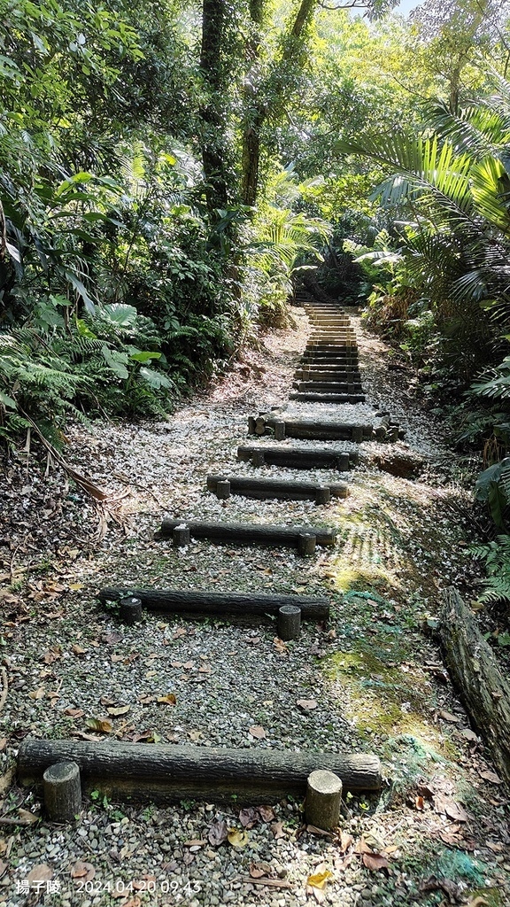2024三芝賞桐步道,04/20即時花況🌸|桐旅行趣|桐花小