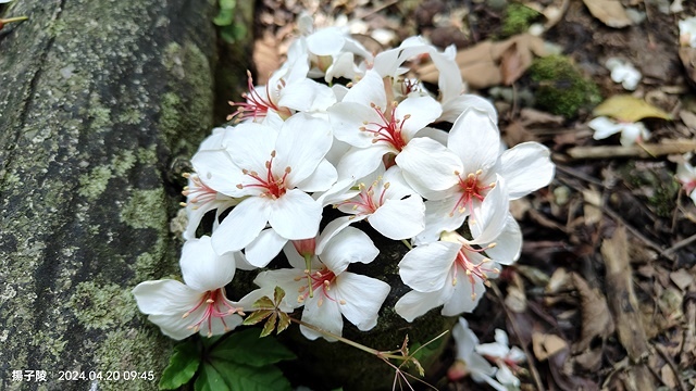 2024三芝賞桐步道,04/20即時花況🌸|桐旅行趣|桐花小