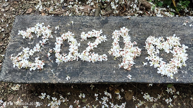 2024三芝賞桐步道,04/20即時花況🌸|桐旅行趣|桐花小